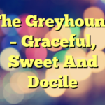 The Greyhound – Graceful, Sweet And Docile