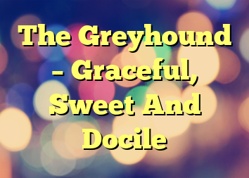 The Greyhound – Graceful, Sweet And Docile